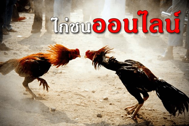 แจกฟรี ทีเด็ดไก่ชน